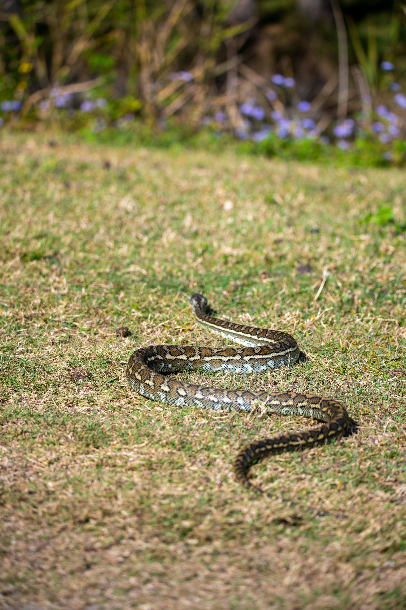 Reptile deterrents