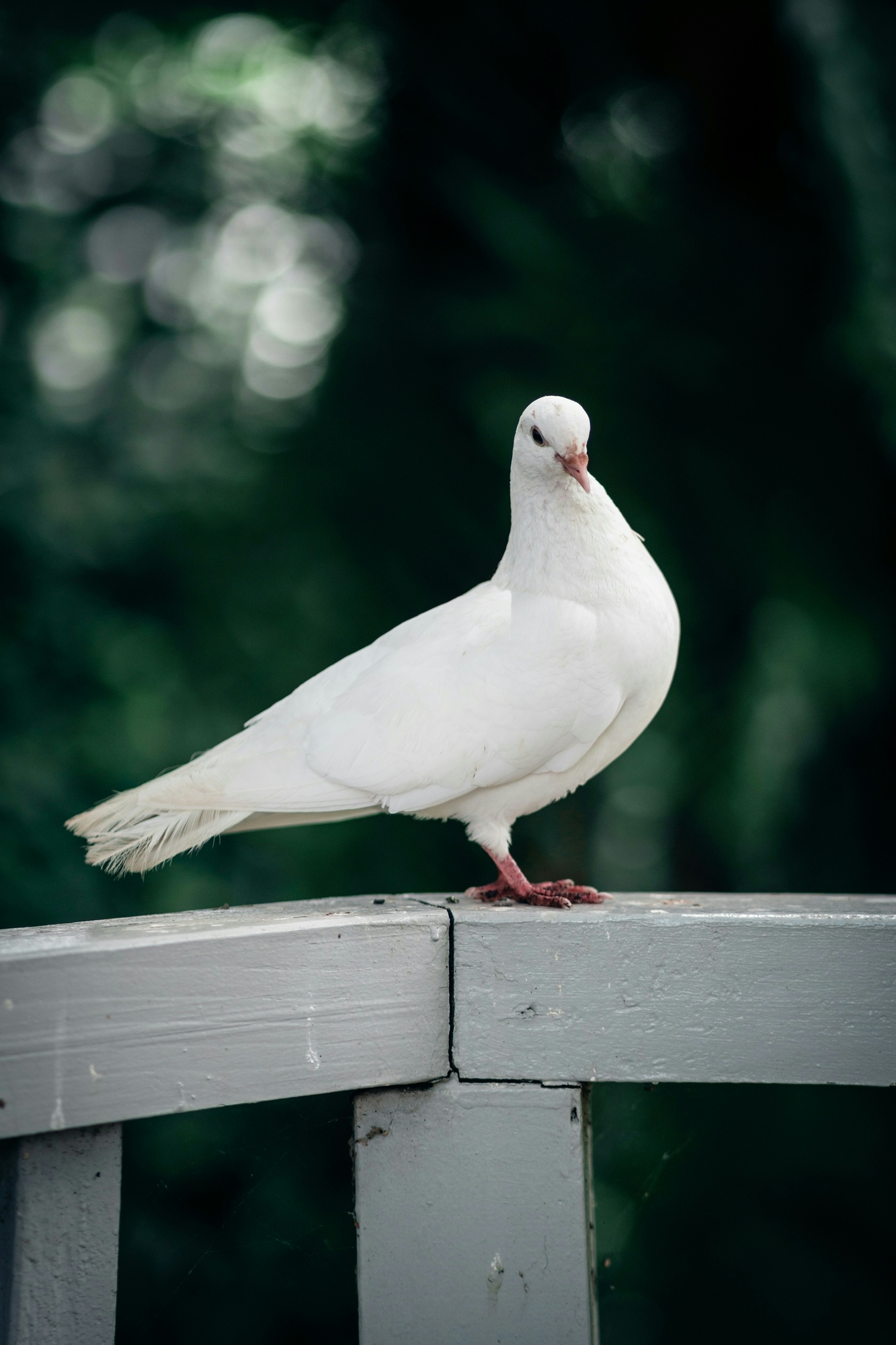 Bird and reptile deterrents