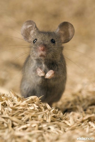 Mouse in premises – rodent control AL Pest Control