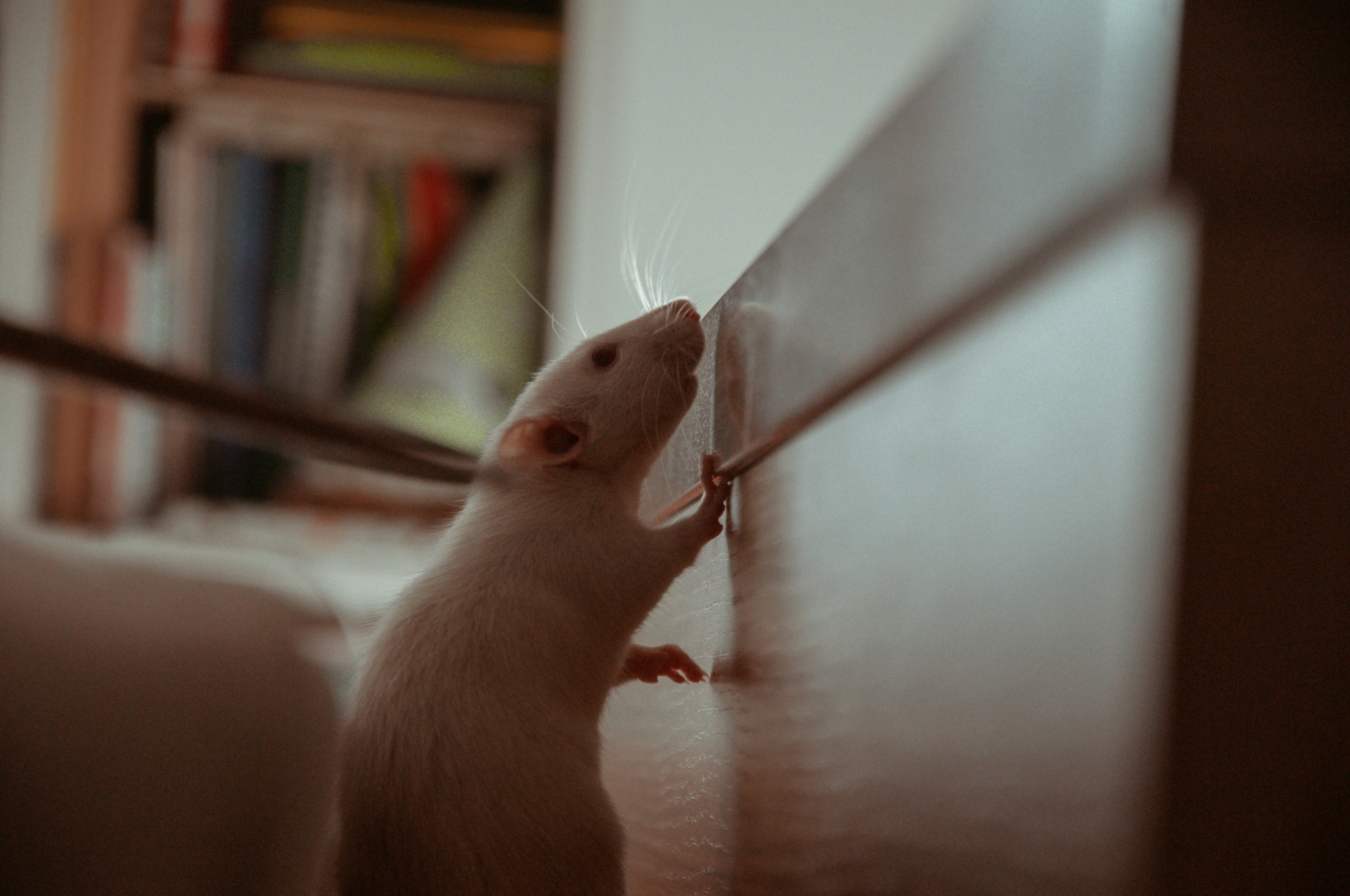 Rodent control treatment